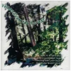 Voices from the Forest [CD]